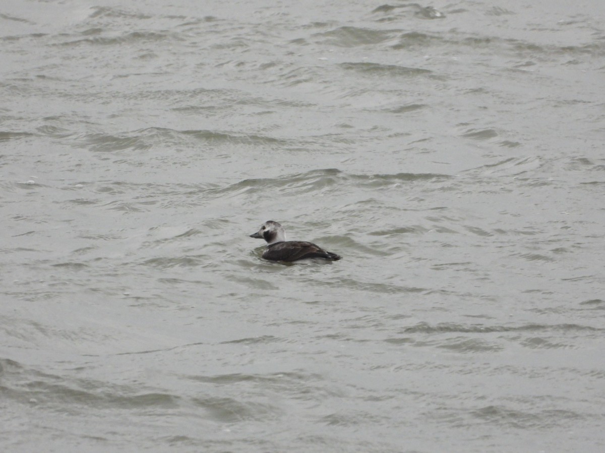Long-tailed Duck - ML646844859