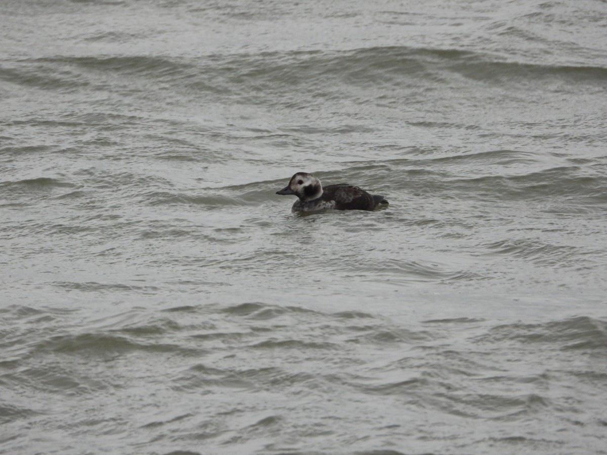 Long-tailed Duck - ML646844860
