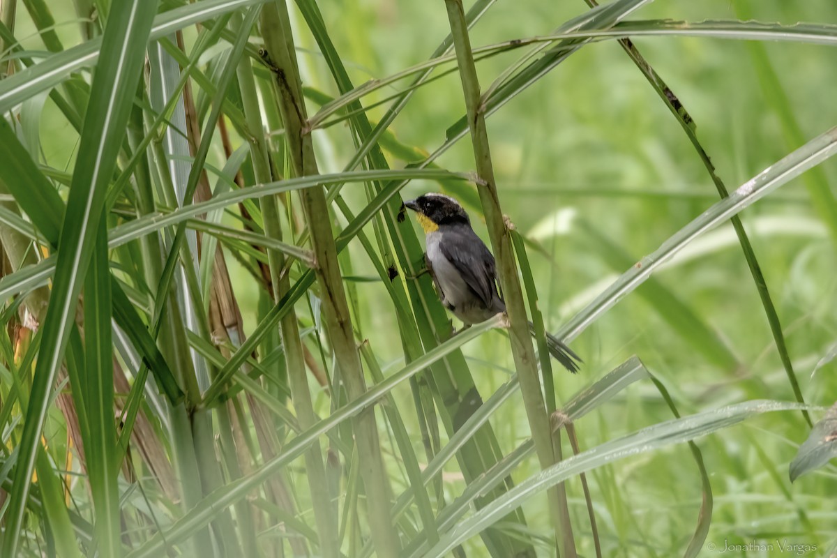 シロエリヤブシトド - ML646844862