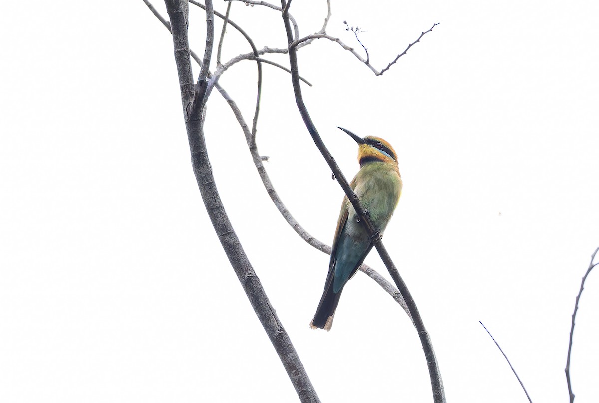 Guêpier arc-en-ciel - ML646844863