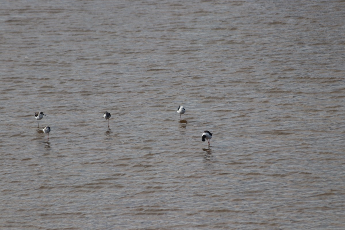 Uzunbacak - ML646844864