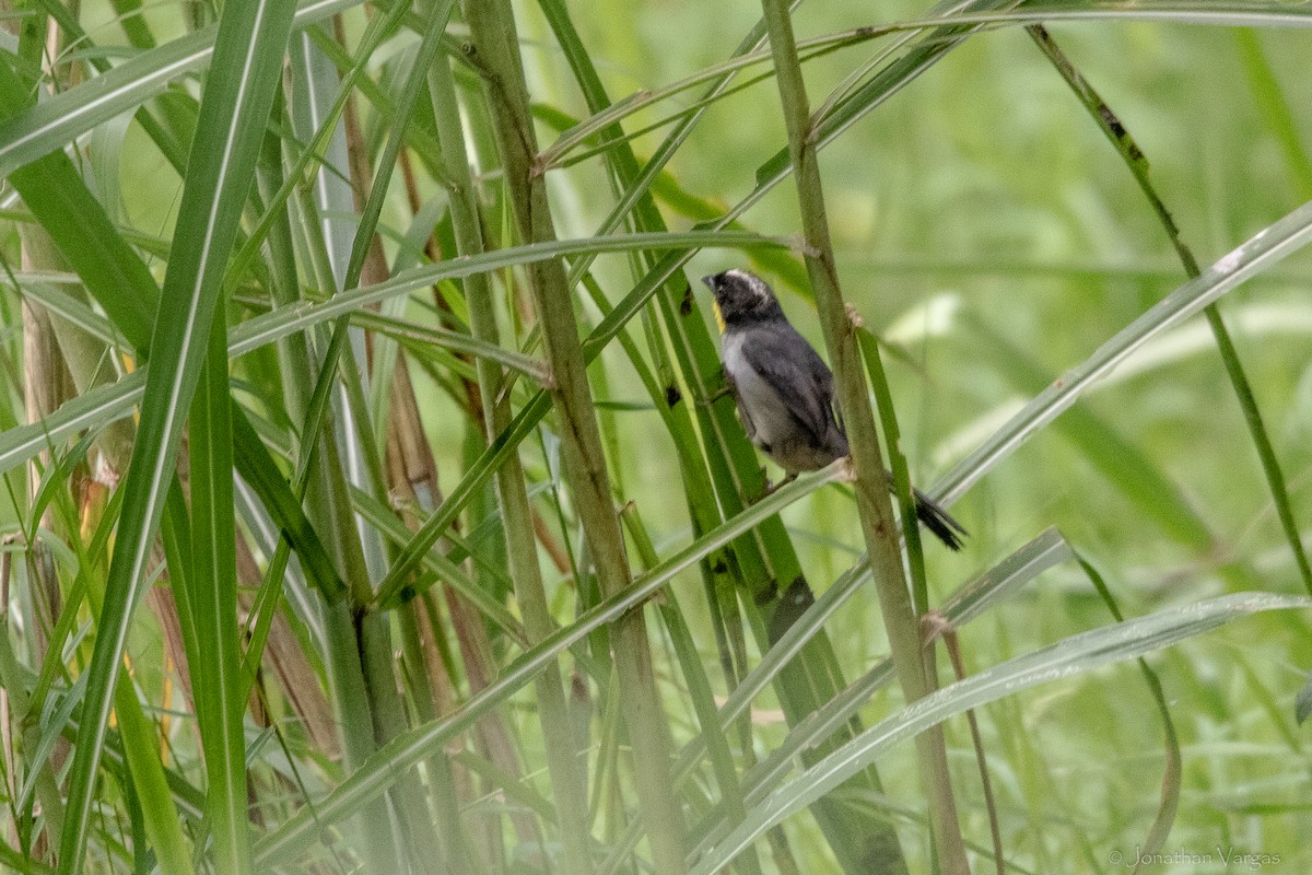 シロエリヤブシトド - ML646844865