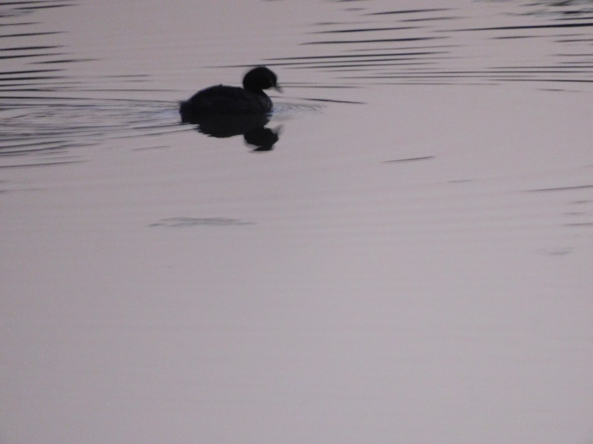 Little Grebe - ML646844866