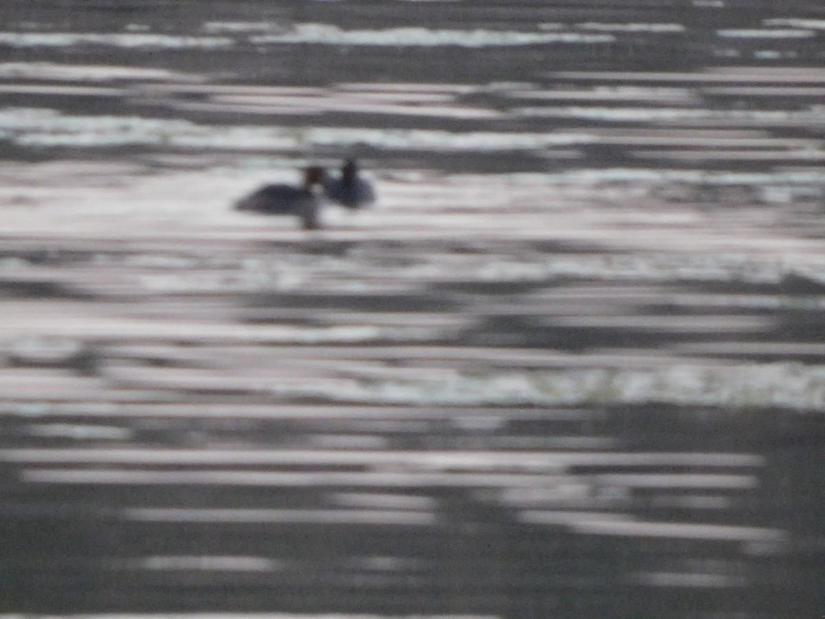 Little Grebe - ML646844867