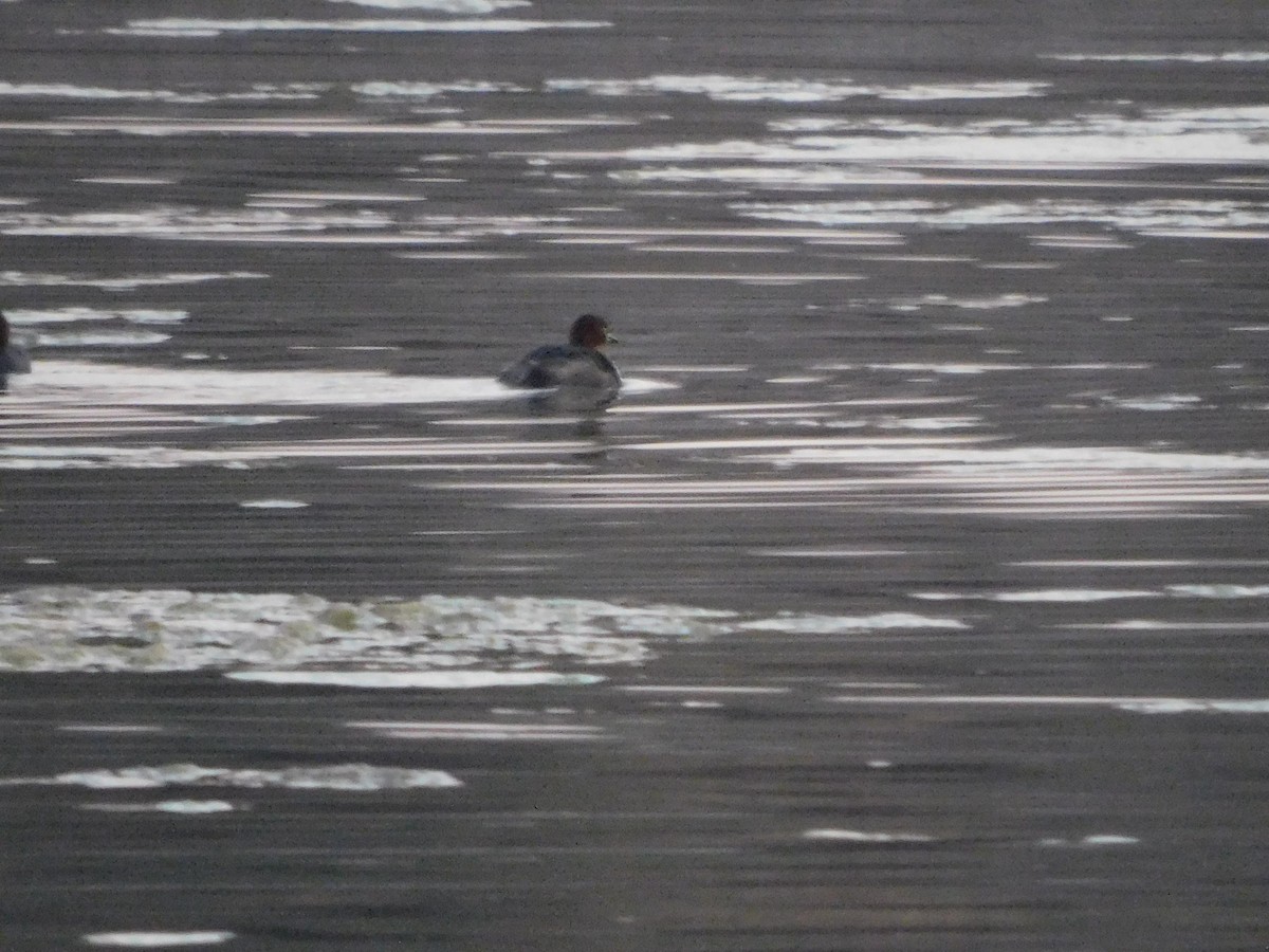 Little Grebe - ML646844868