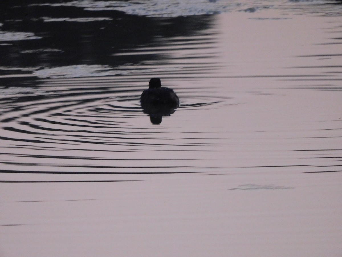 Little Grebe - ML646844869