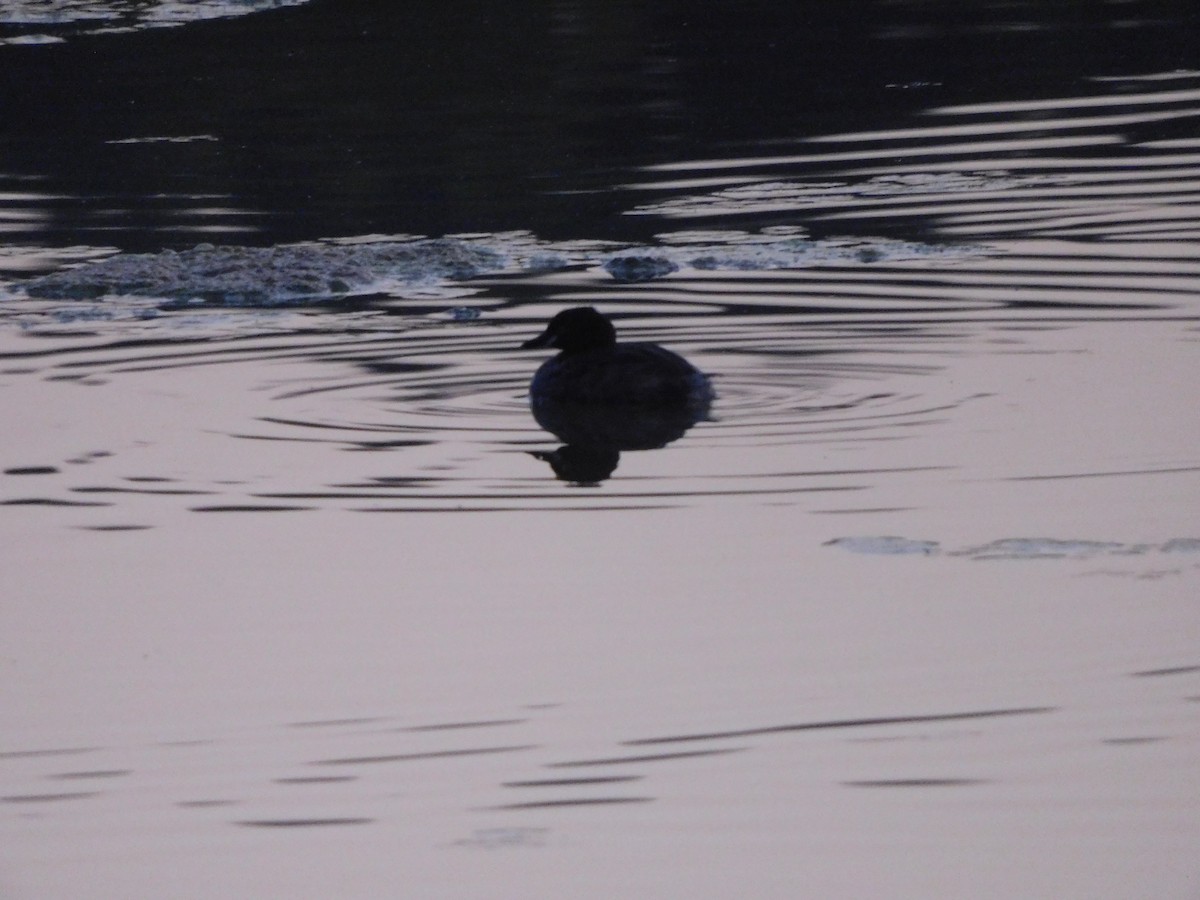 Little Grebe - ML646844870