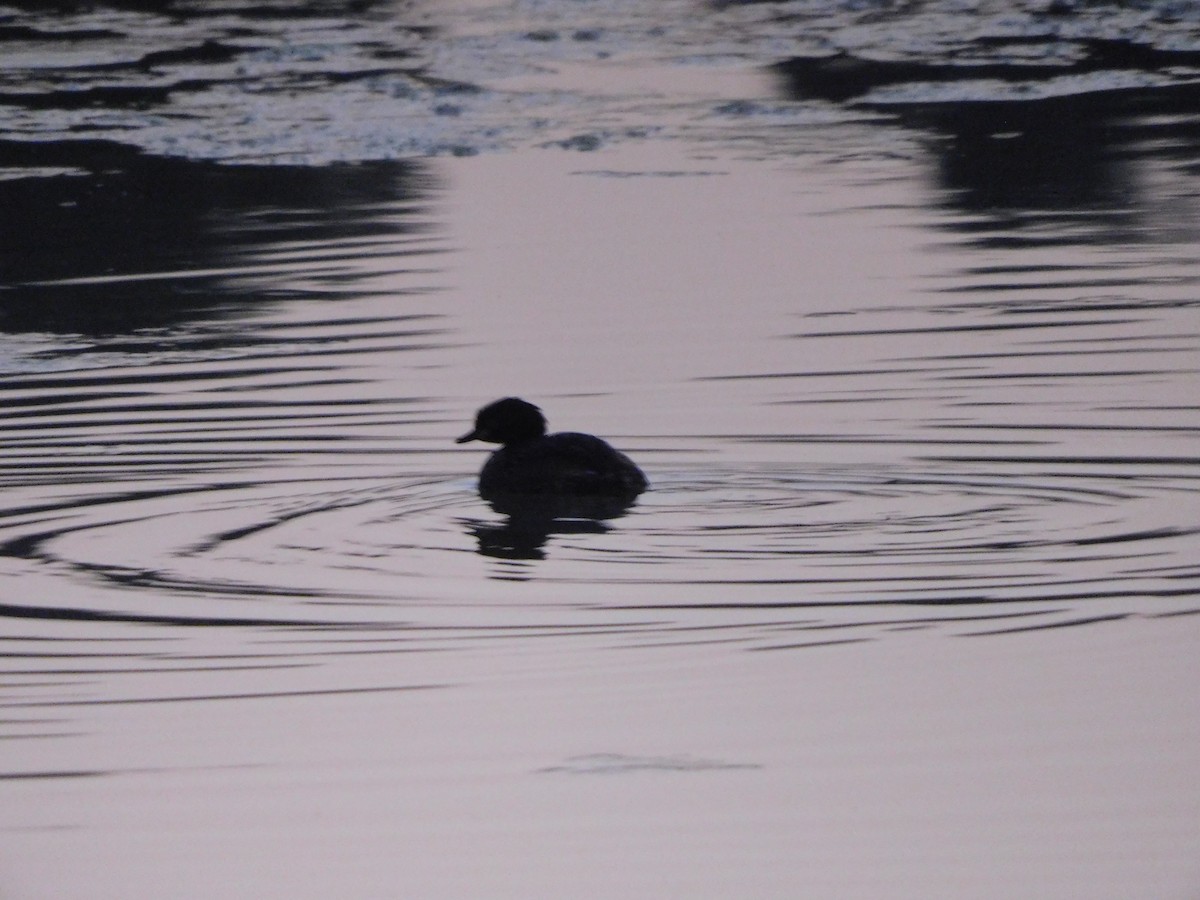 Little Grebe - ML646844871