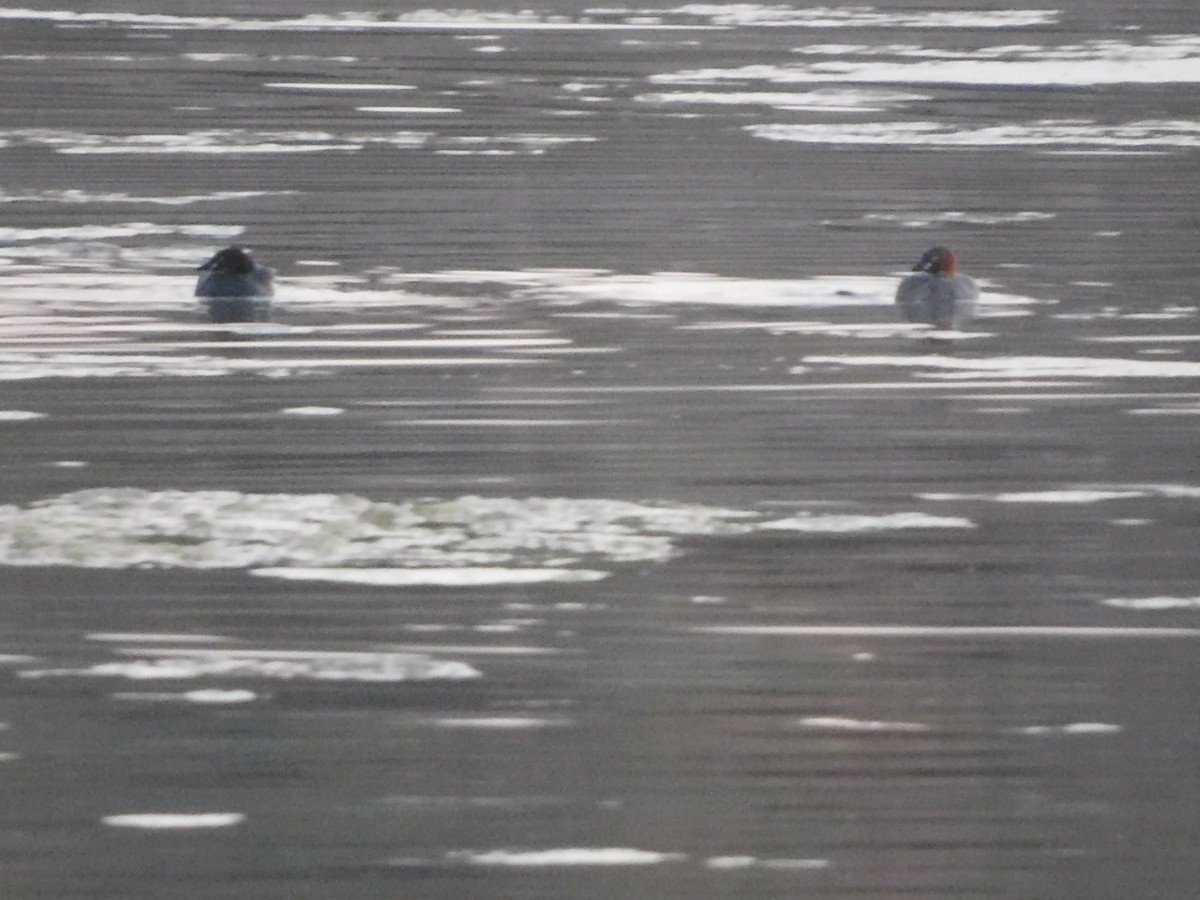 Little Grebe - ML646844872