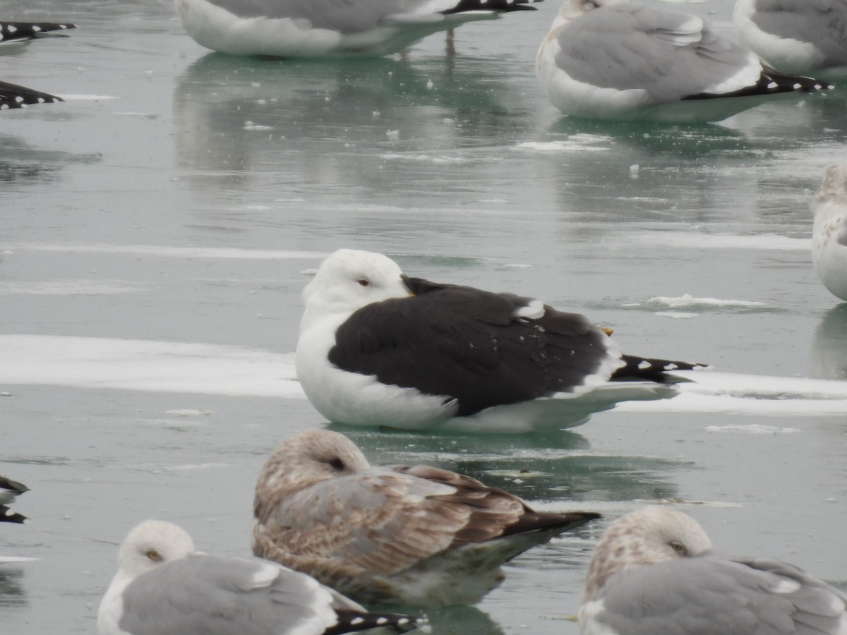 オオカモメ - ML646844875