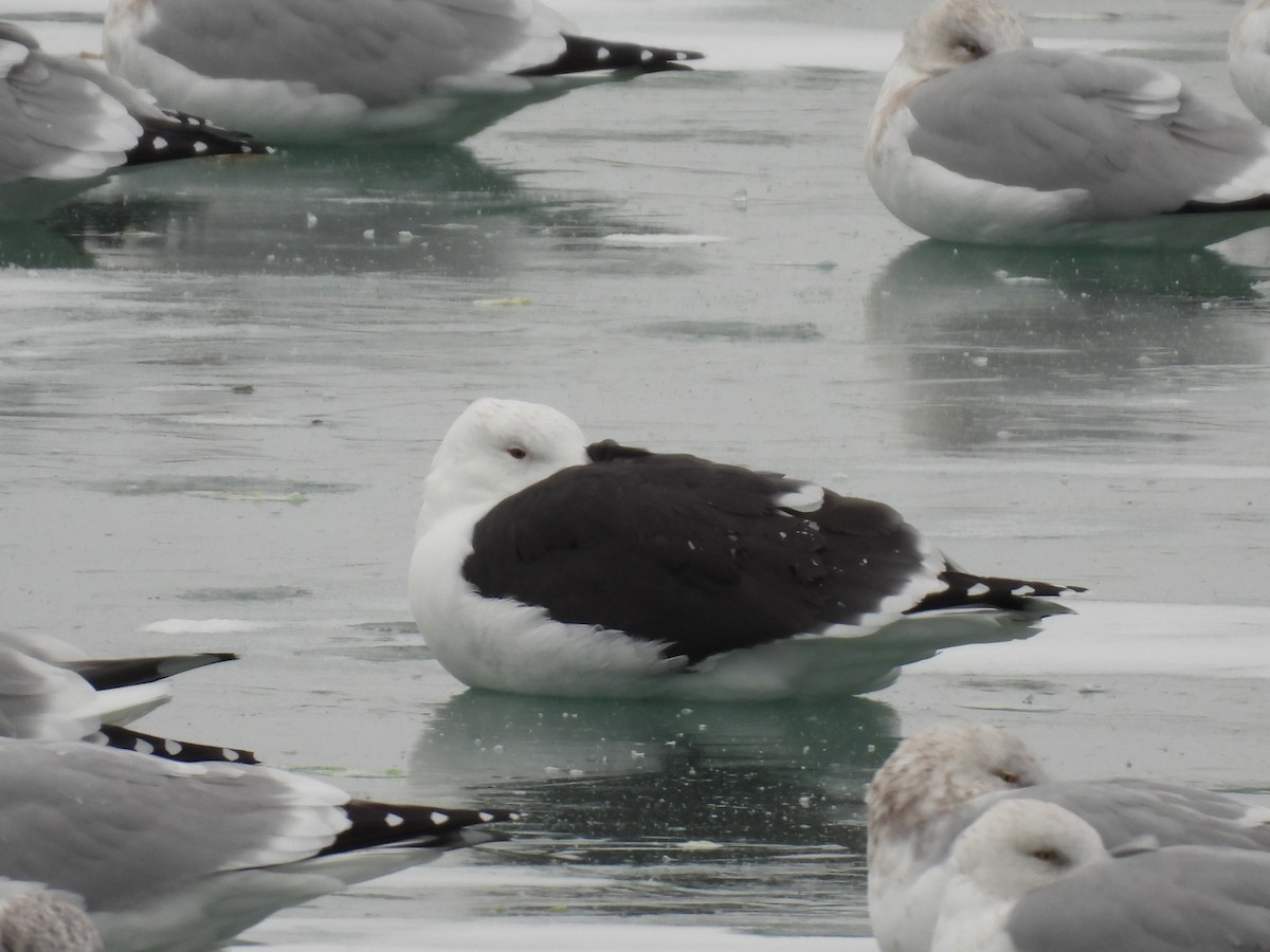 オオカモメ - ML646844877