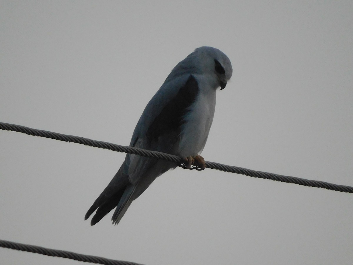 カタグロトビ - ML646844879