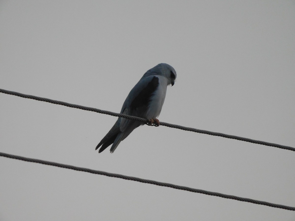 カタグロトビ - ML646844880