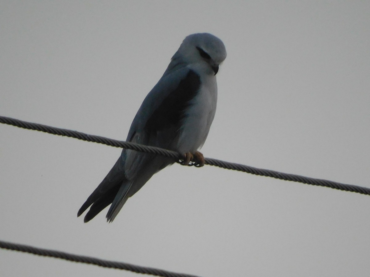 カタグロトビ - ML646844881