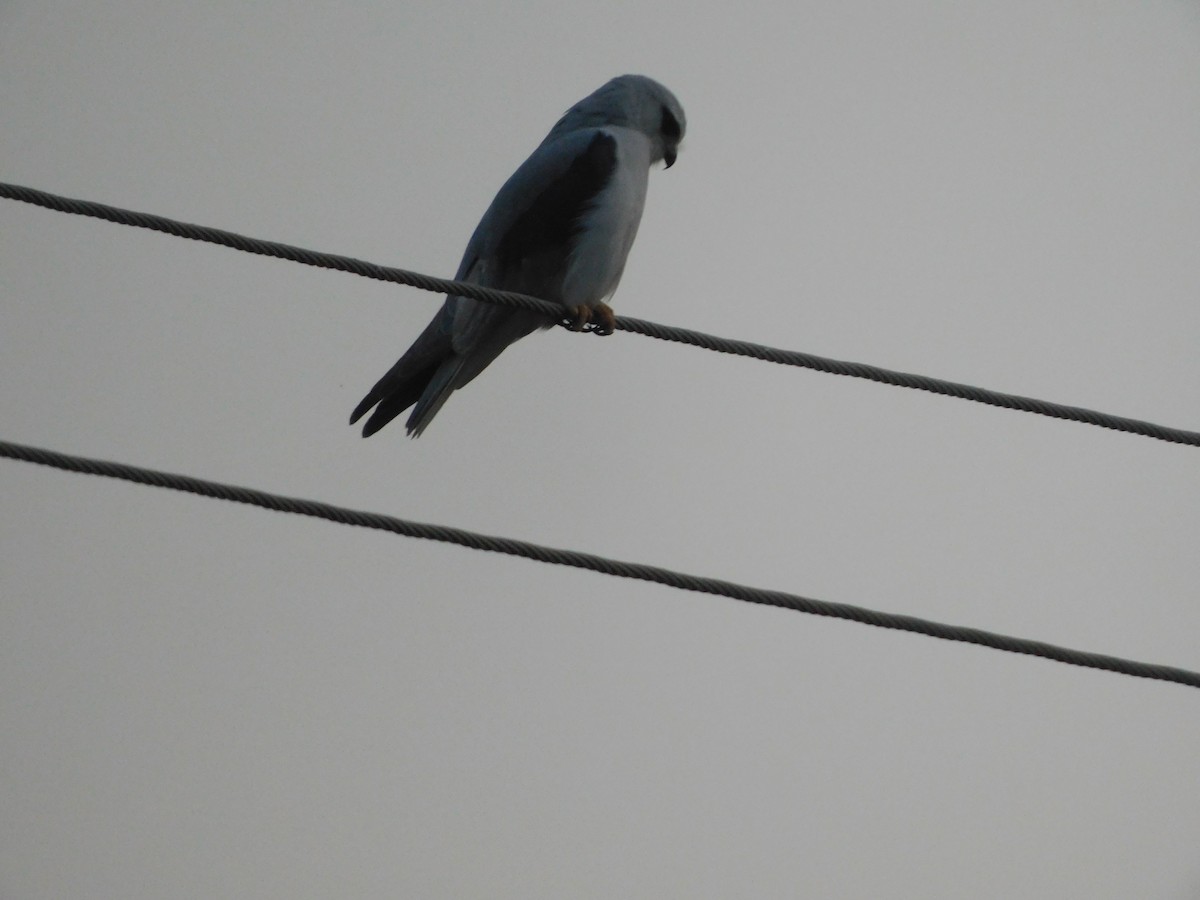 カタグロトビ - ML646844882