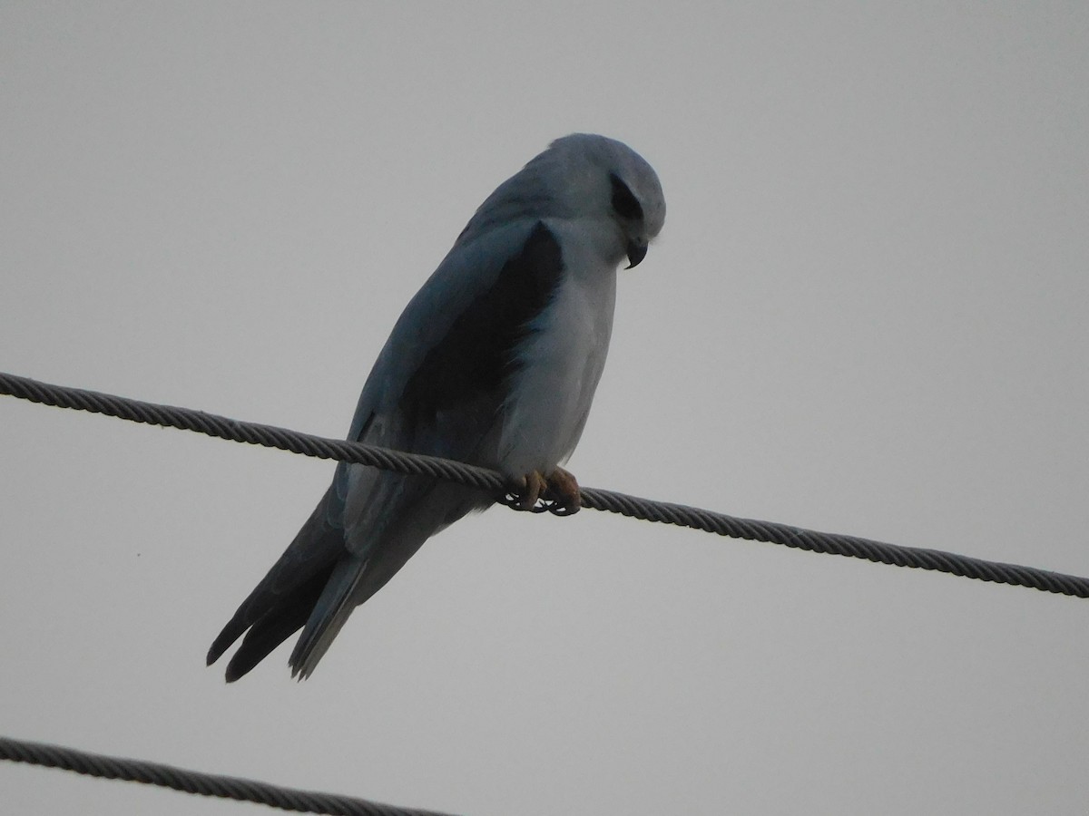 カタグロトビ - ML646844883