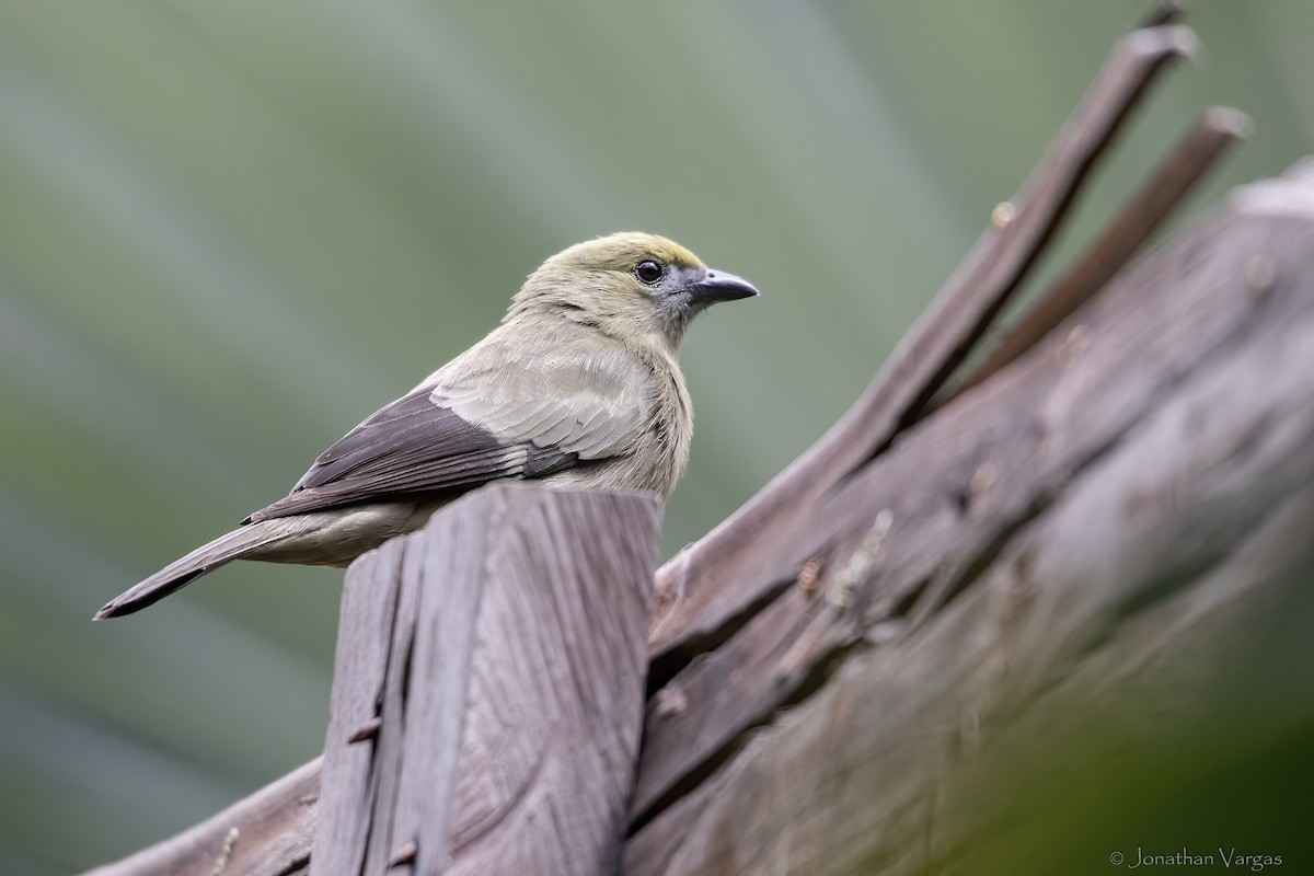 ヤシフウキンチョウ - ML646844884