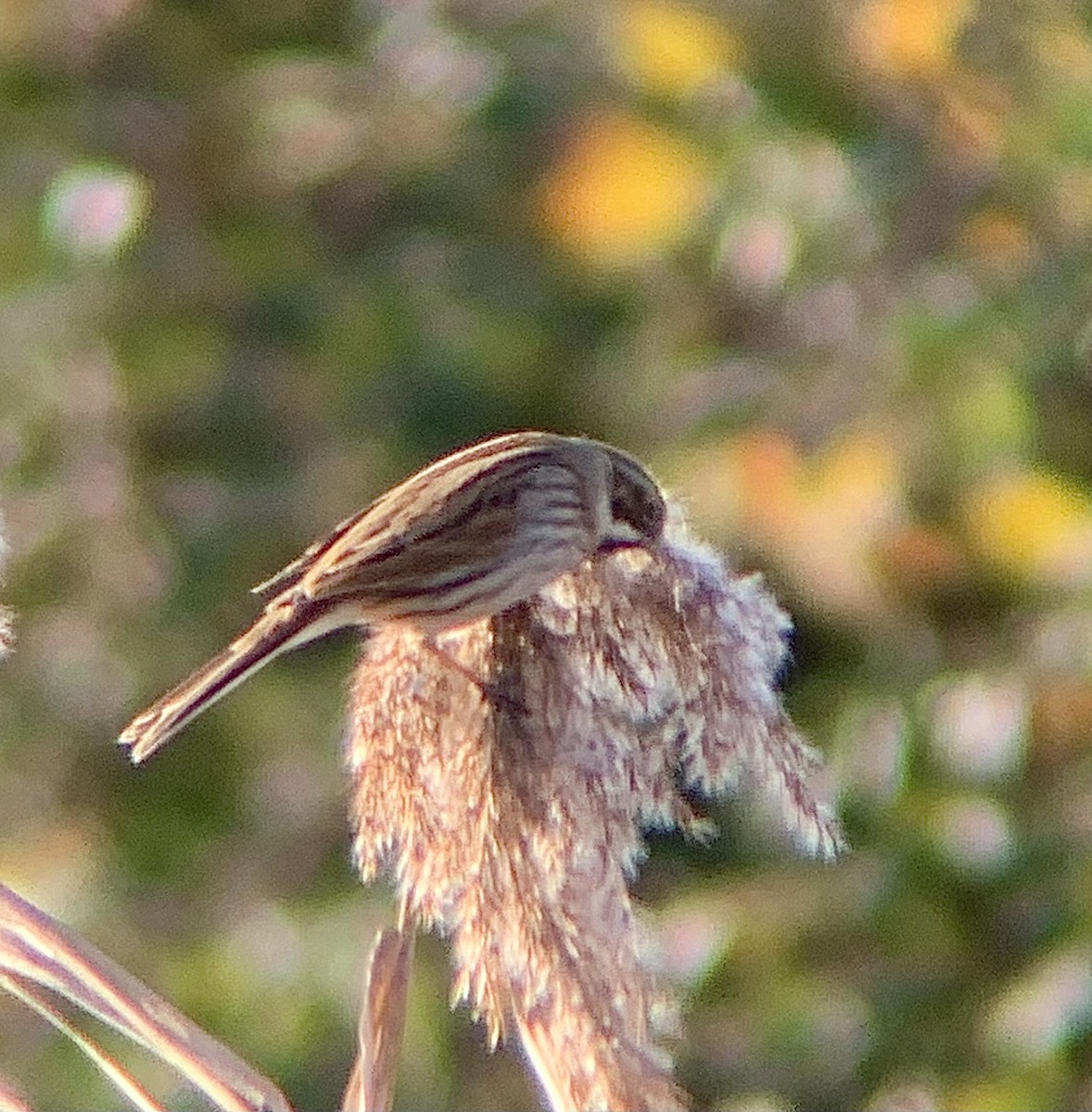 オオジュリン - ML646844886