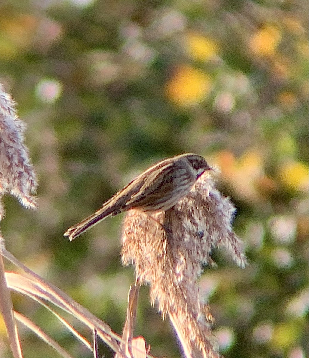 オオジュリン - ML646844887