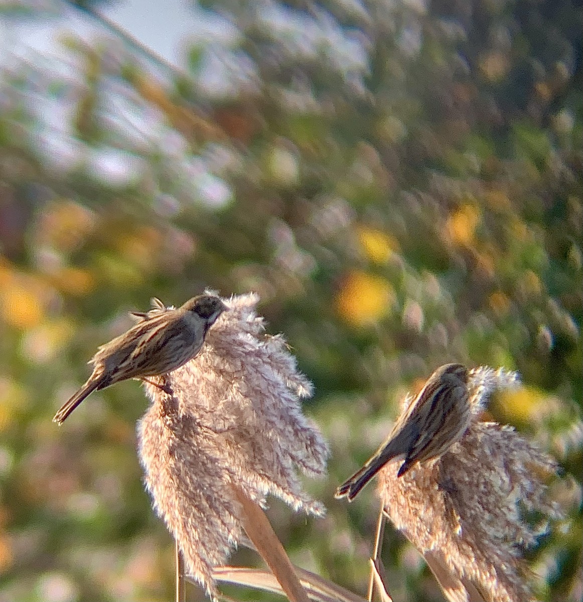 オオジュリン - ML646844888