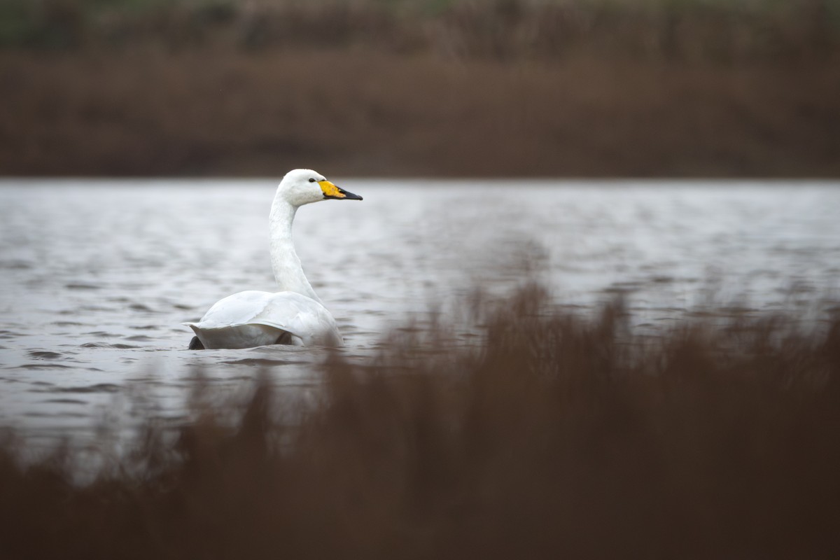 オオハクチョウ - ML646844889