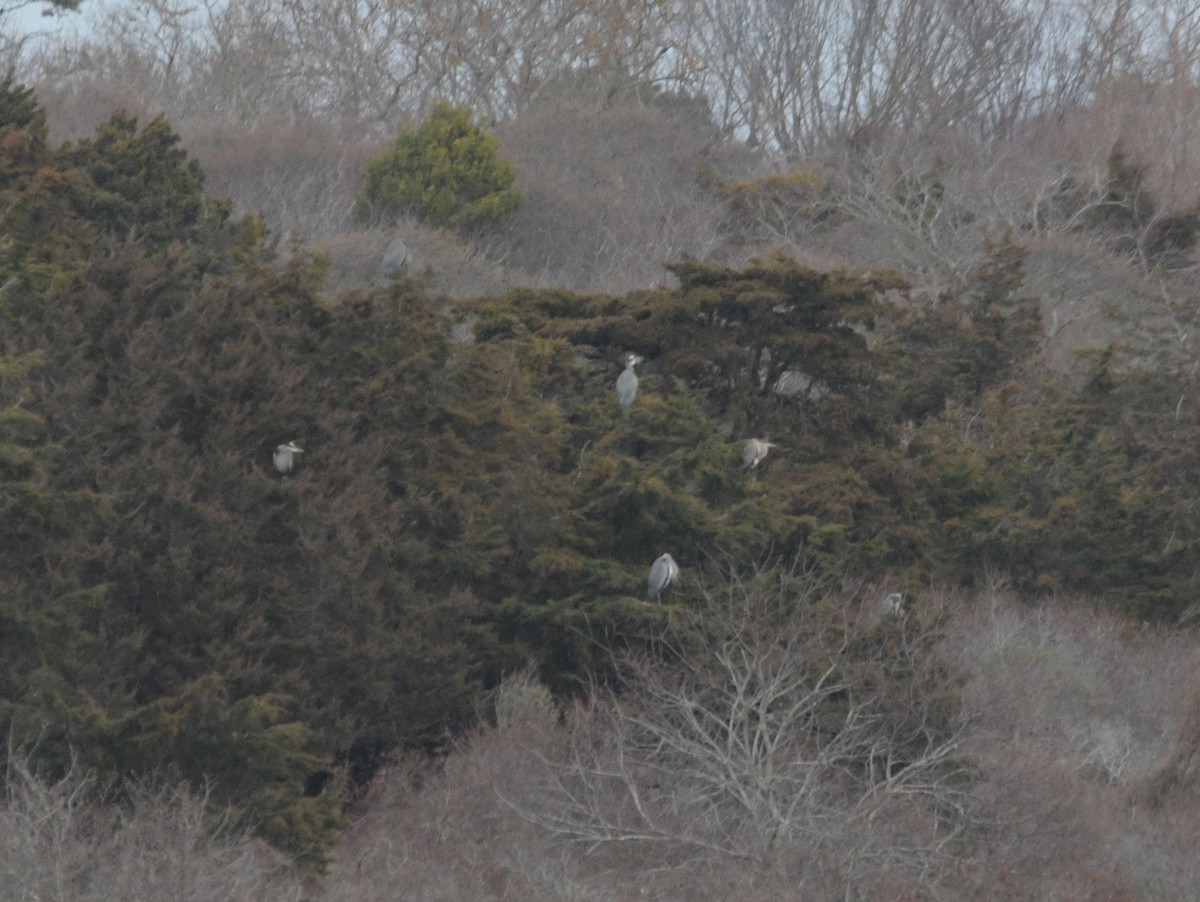 オオアオサギ - ML646844893