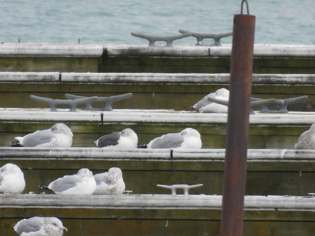 ニシセグロカモメ - ML646844895