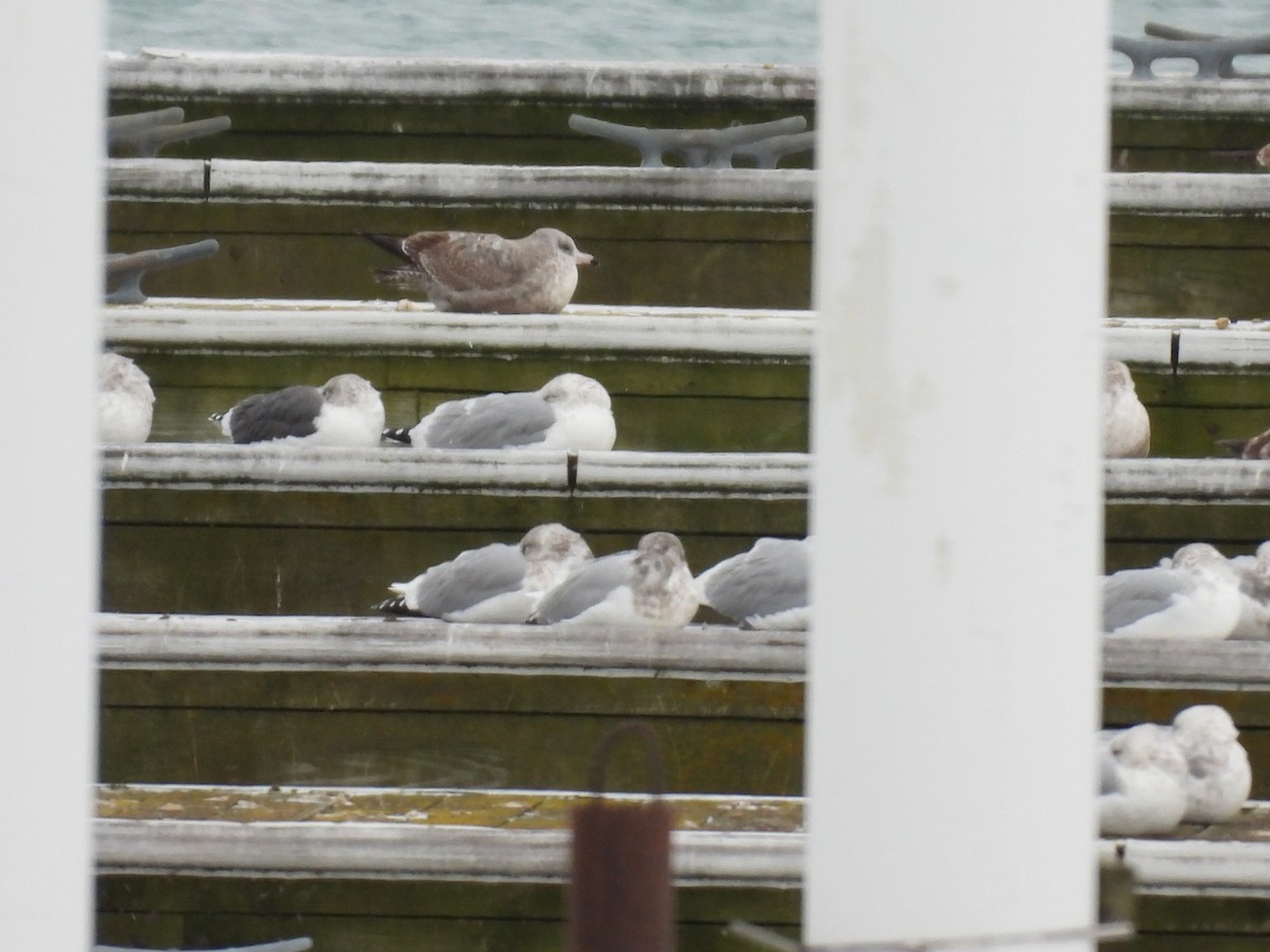 ニシセグロカモメ - ML646844896