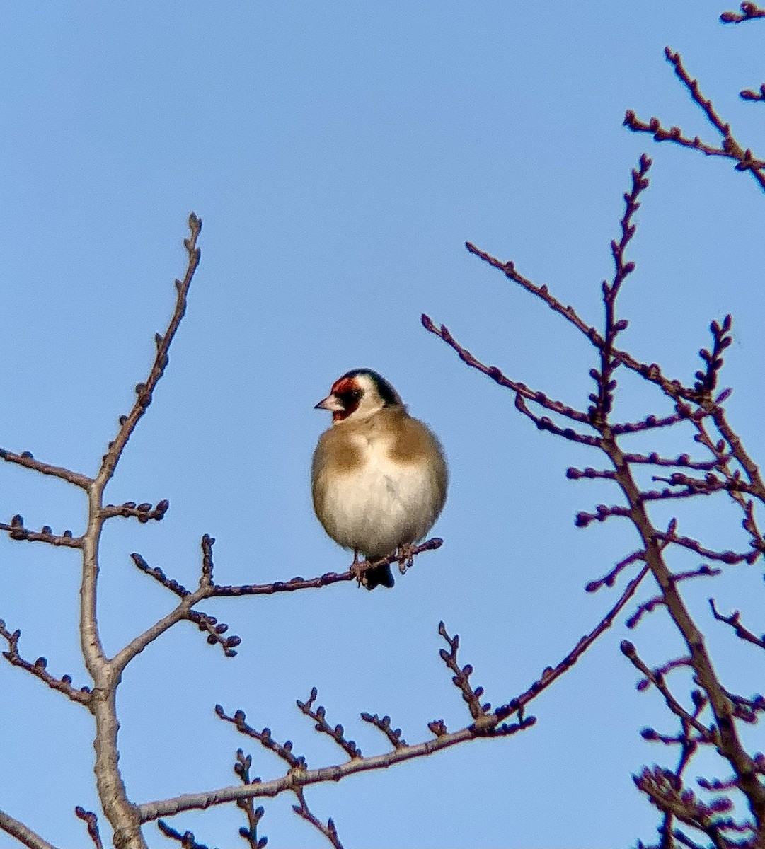 Cardellino - ML646844897