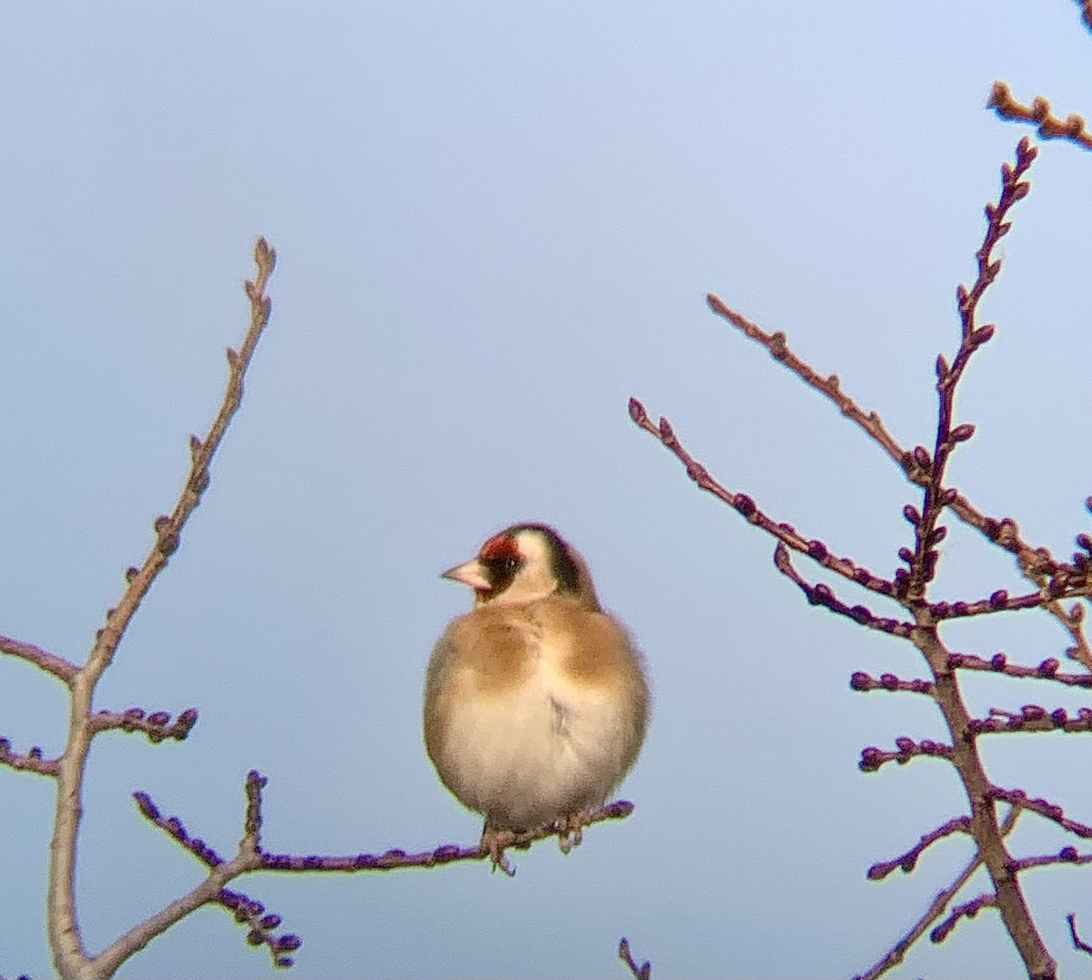 ゴシキヒワ - ML646844898