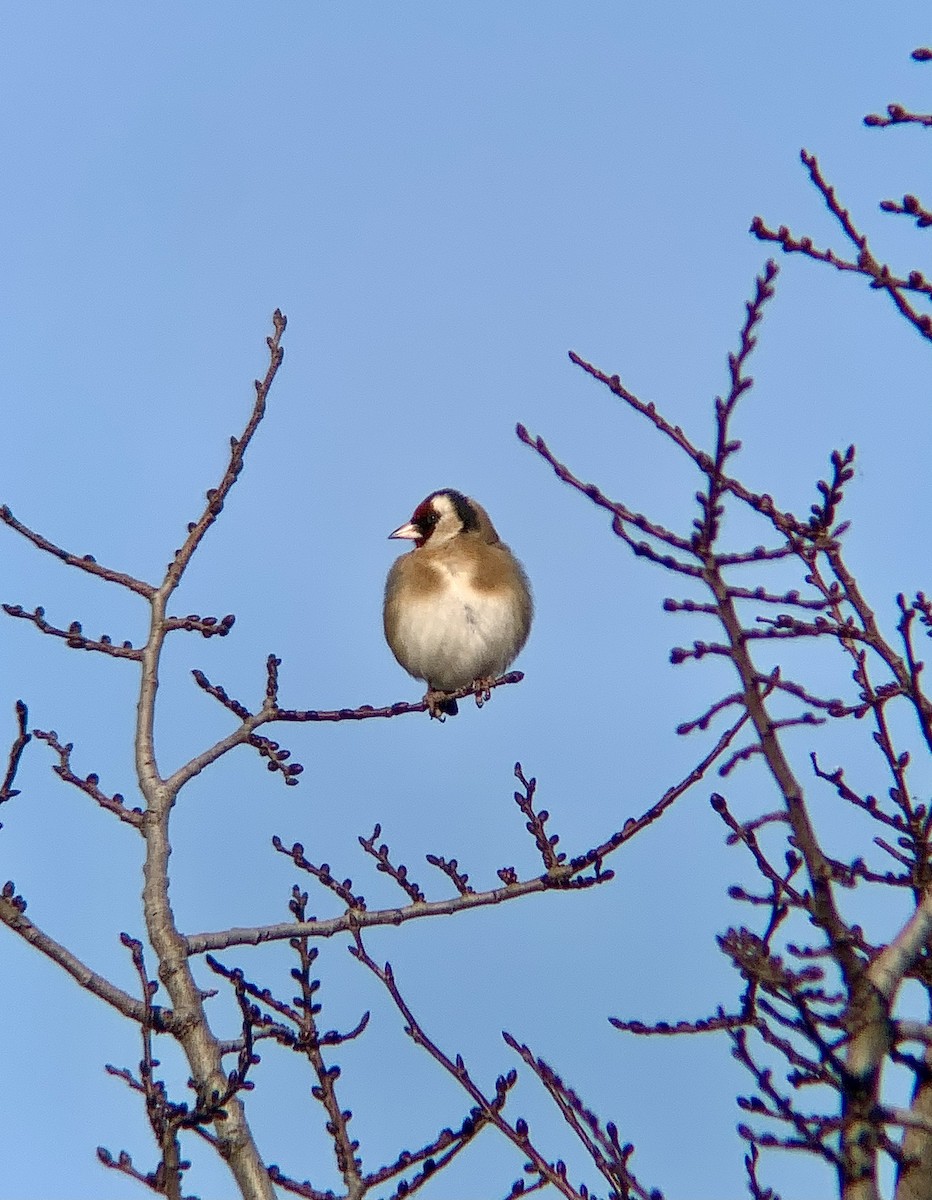 Cardellino - ML646844899