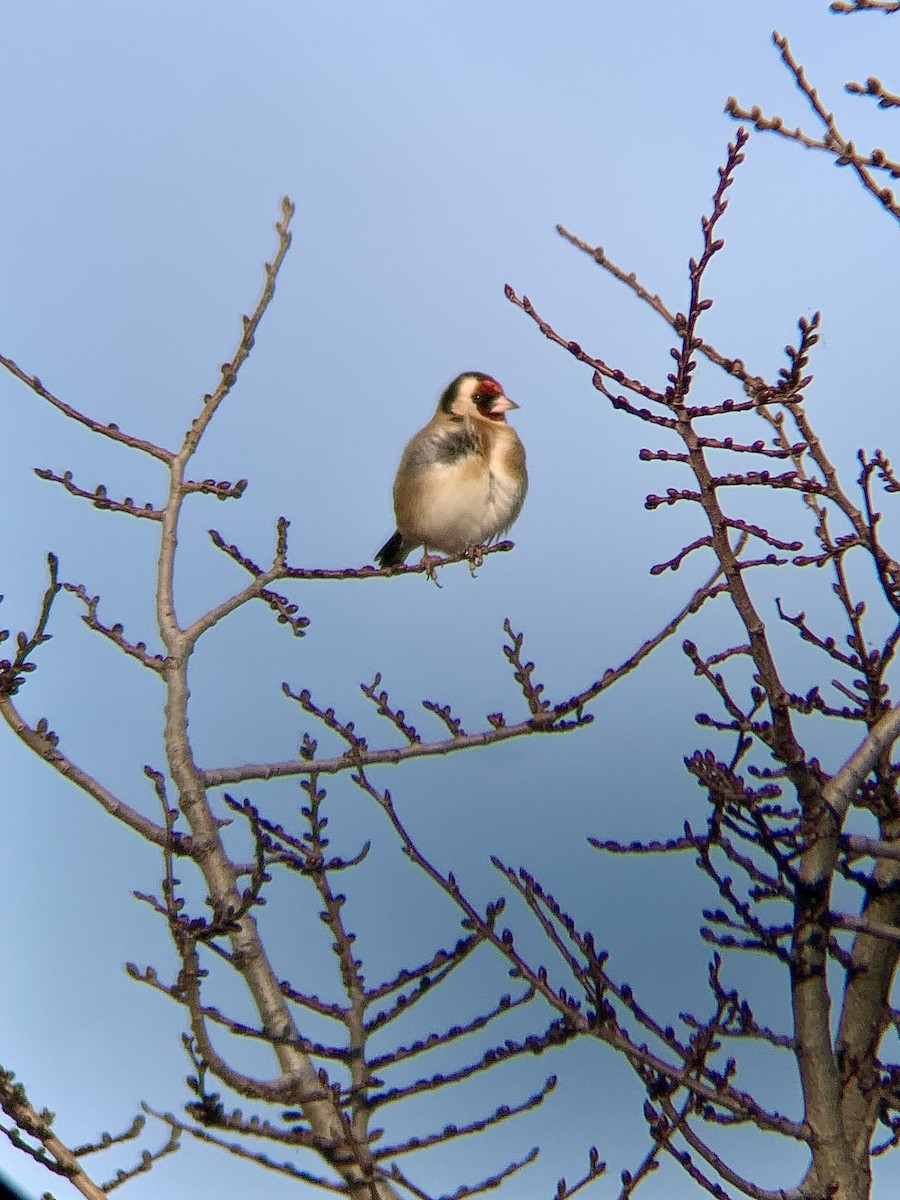 Cardellino - ML646844900