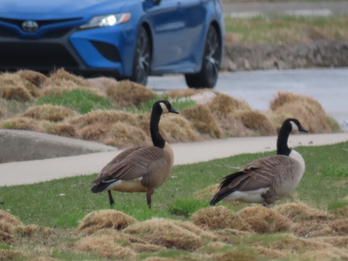 カナダガン - ML646844901