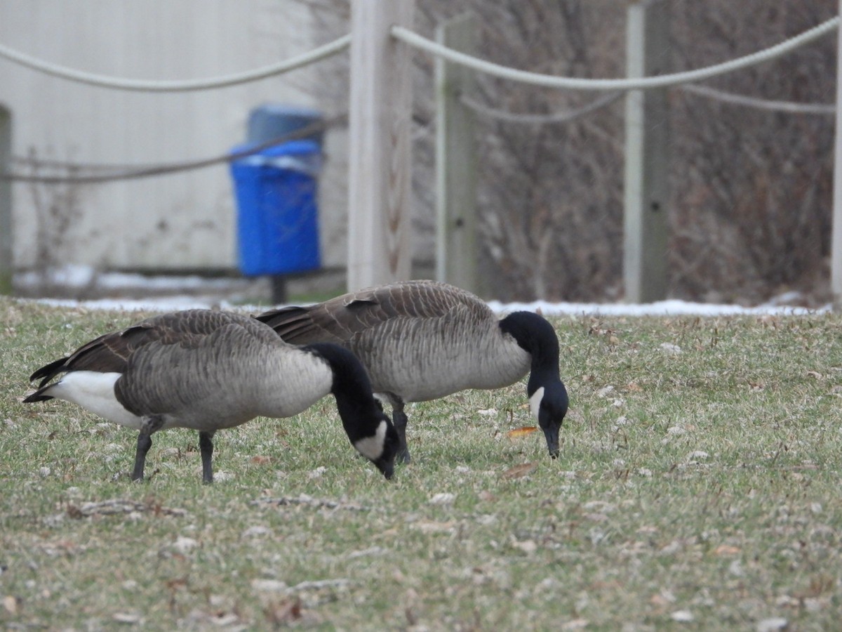 カナダガン - ML646844902