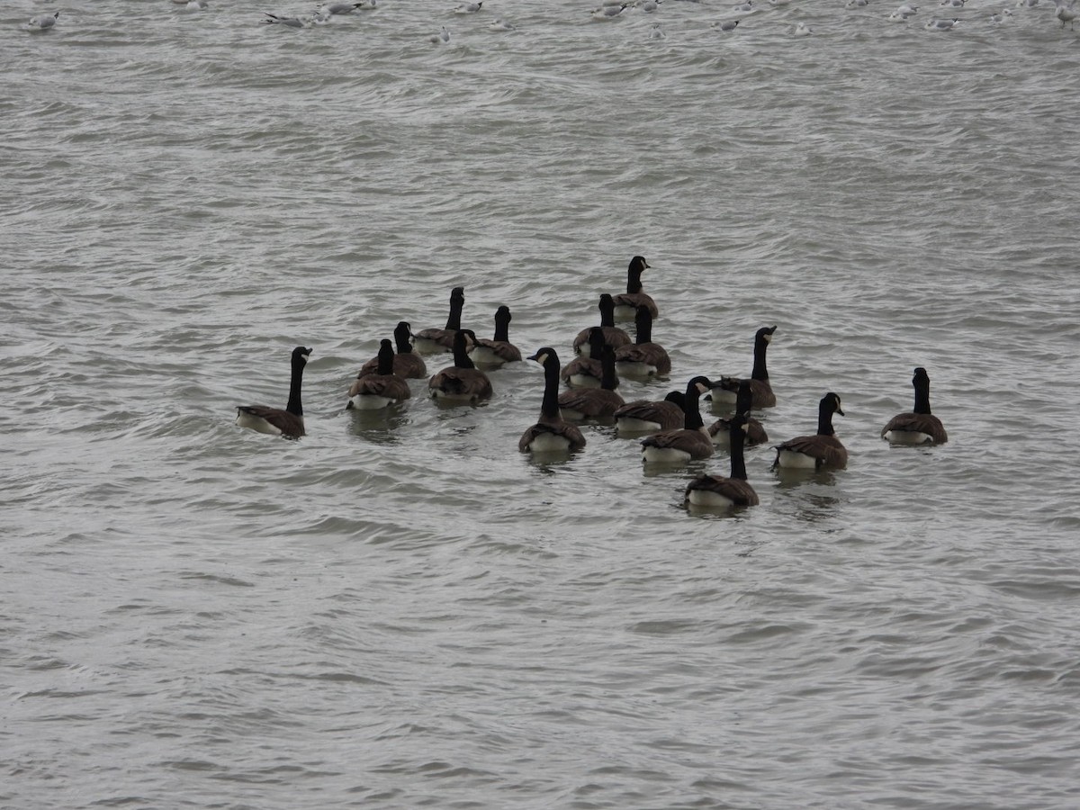 カナダガン - ML646844903