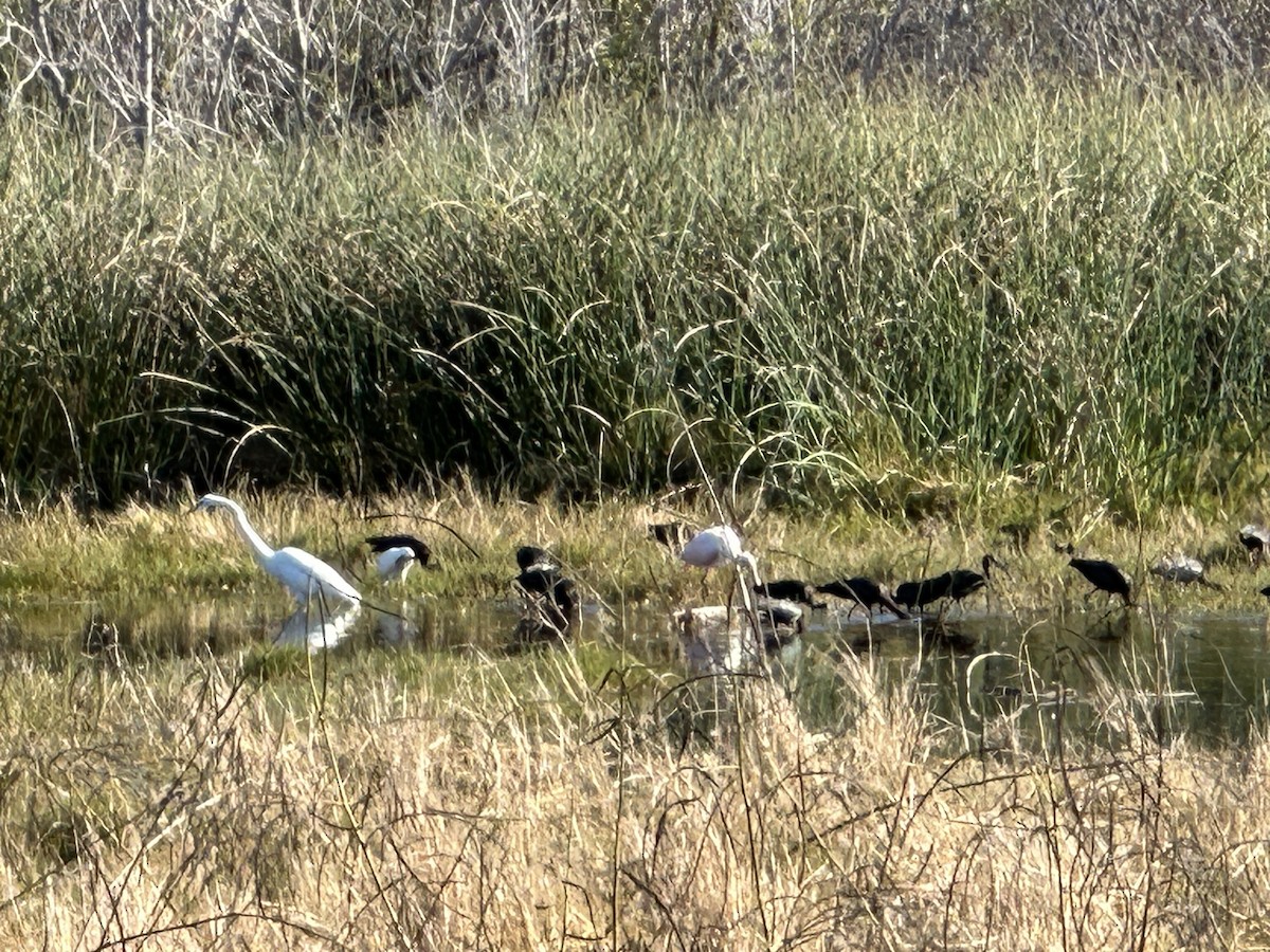 ベニヘラサギ - ML646844904