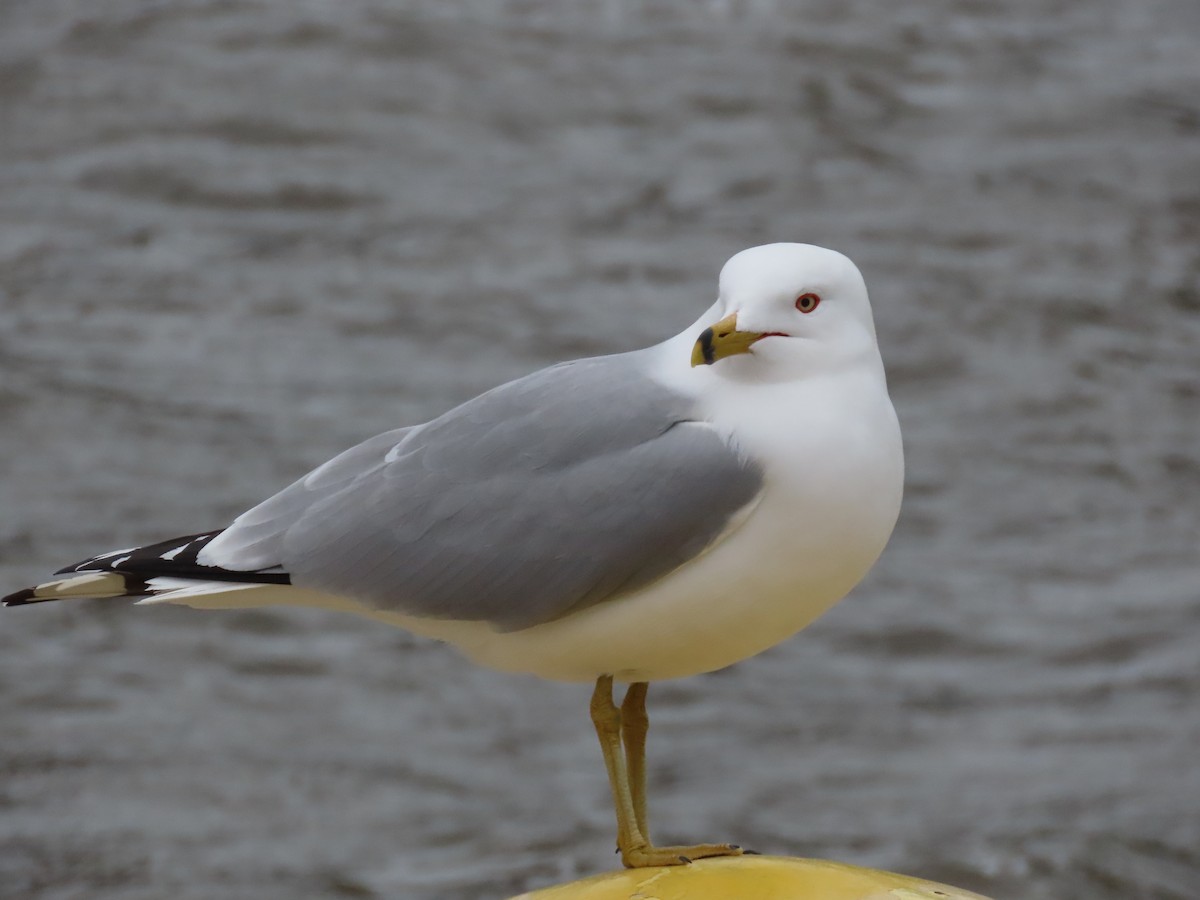 クロワカモメ - ML646844905