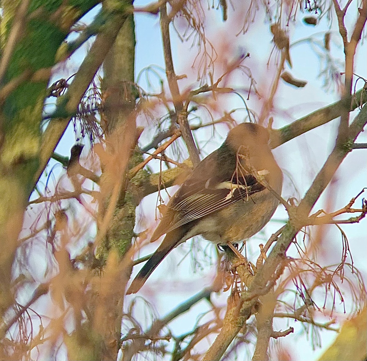 ズアオアトリ - ML646844906