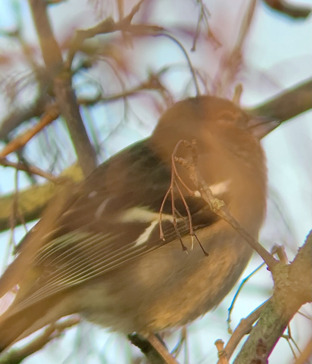 Common Chaffinch - ML646844907