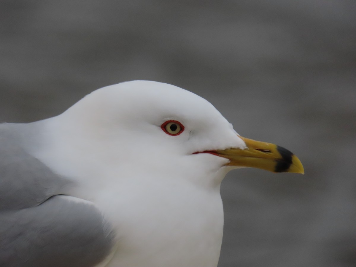 クロワカモメ - ML646844908