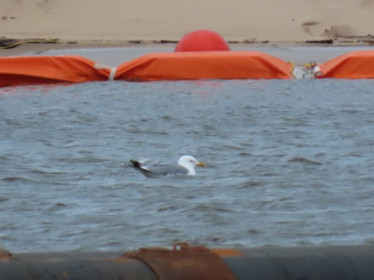 アメリカセグロカモメ - ML646844909