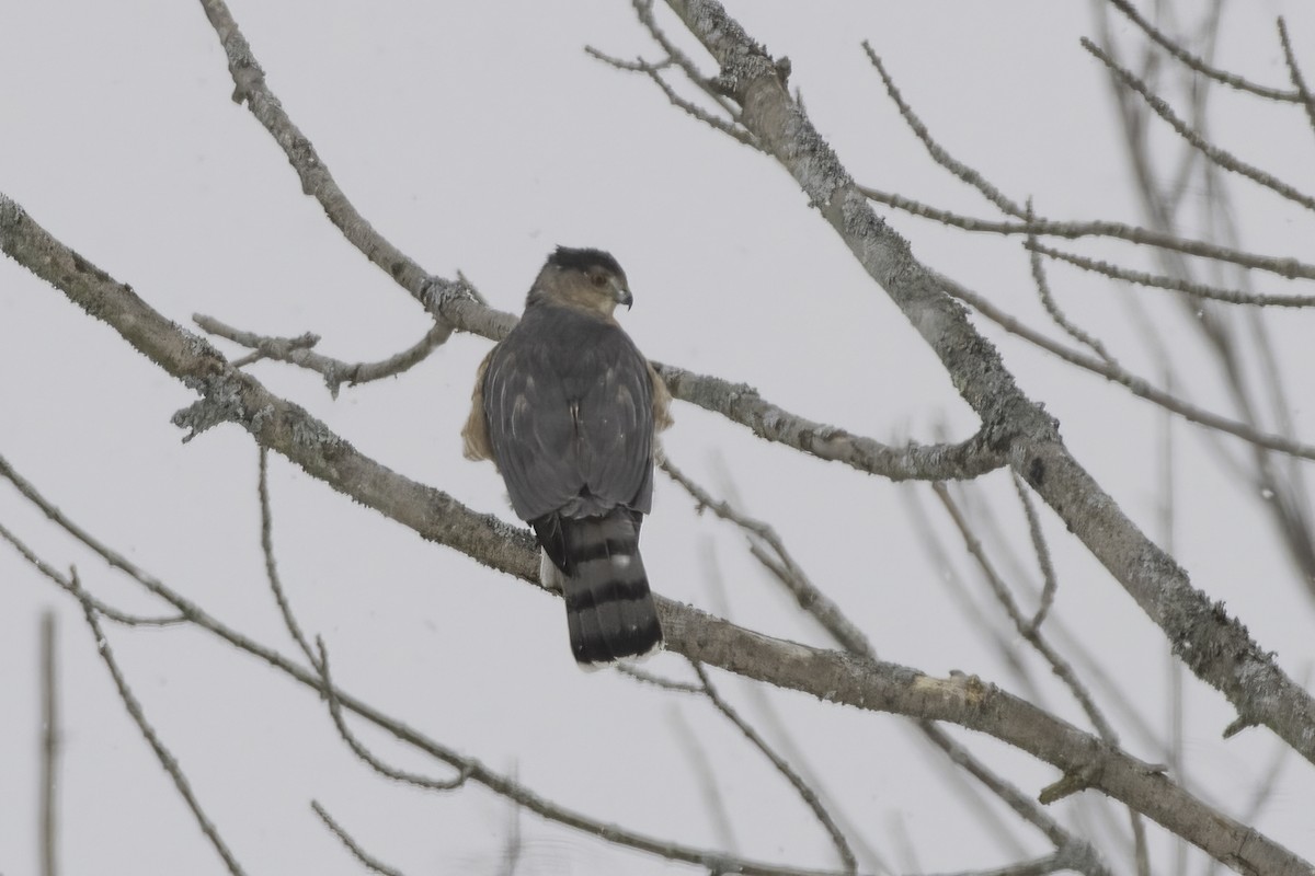 アシボソハイタカ - ML646844910