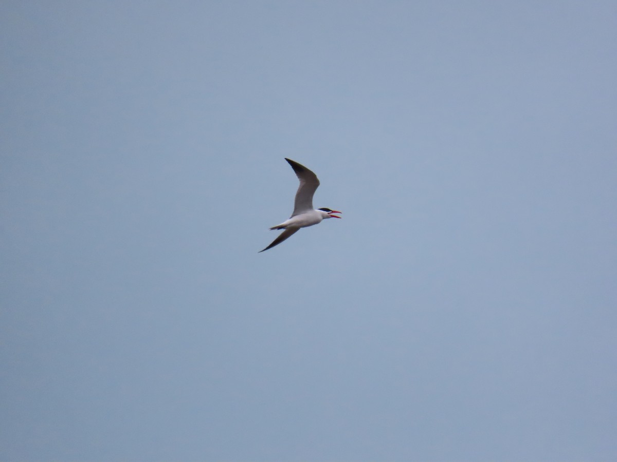 Caspian Tern - ML646844913