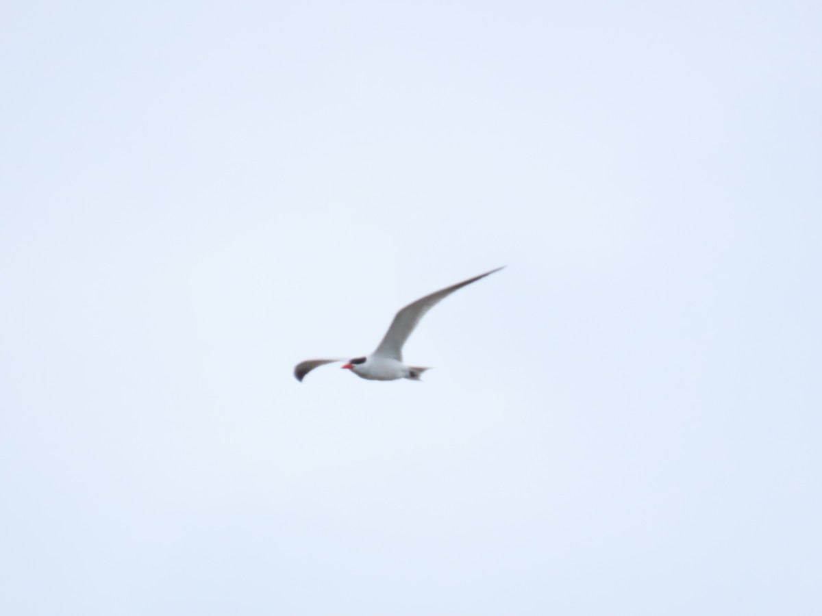 オニアジサシ - ML646844914