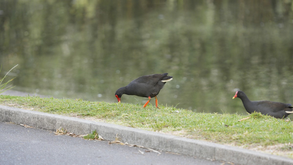 ネッタイバン - ML646844915