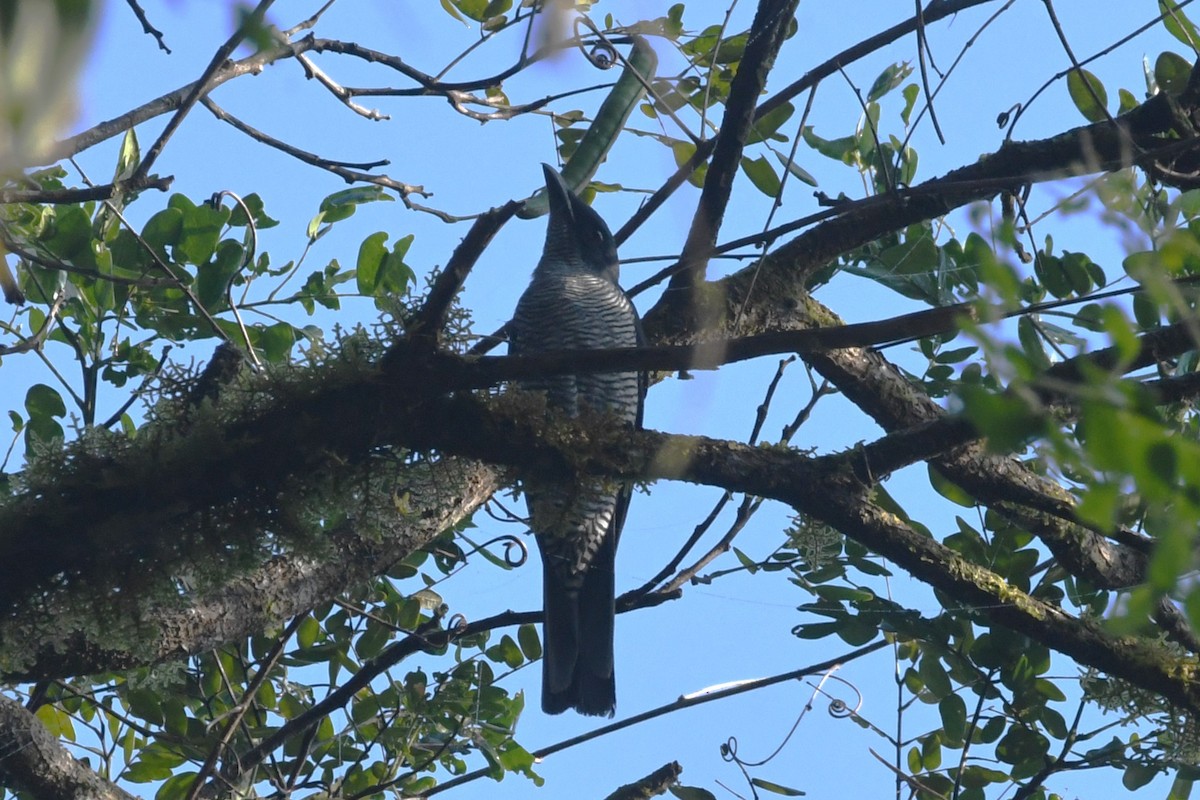 Andaman Cuckooshrike - ML646844916