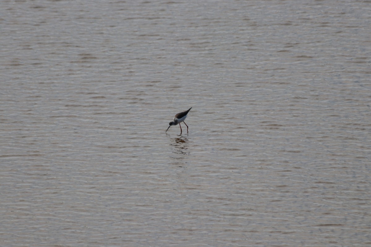 Uzunbacak - ML646844917