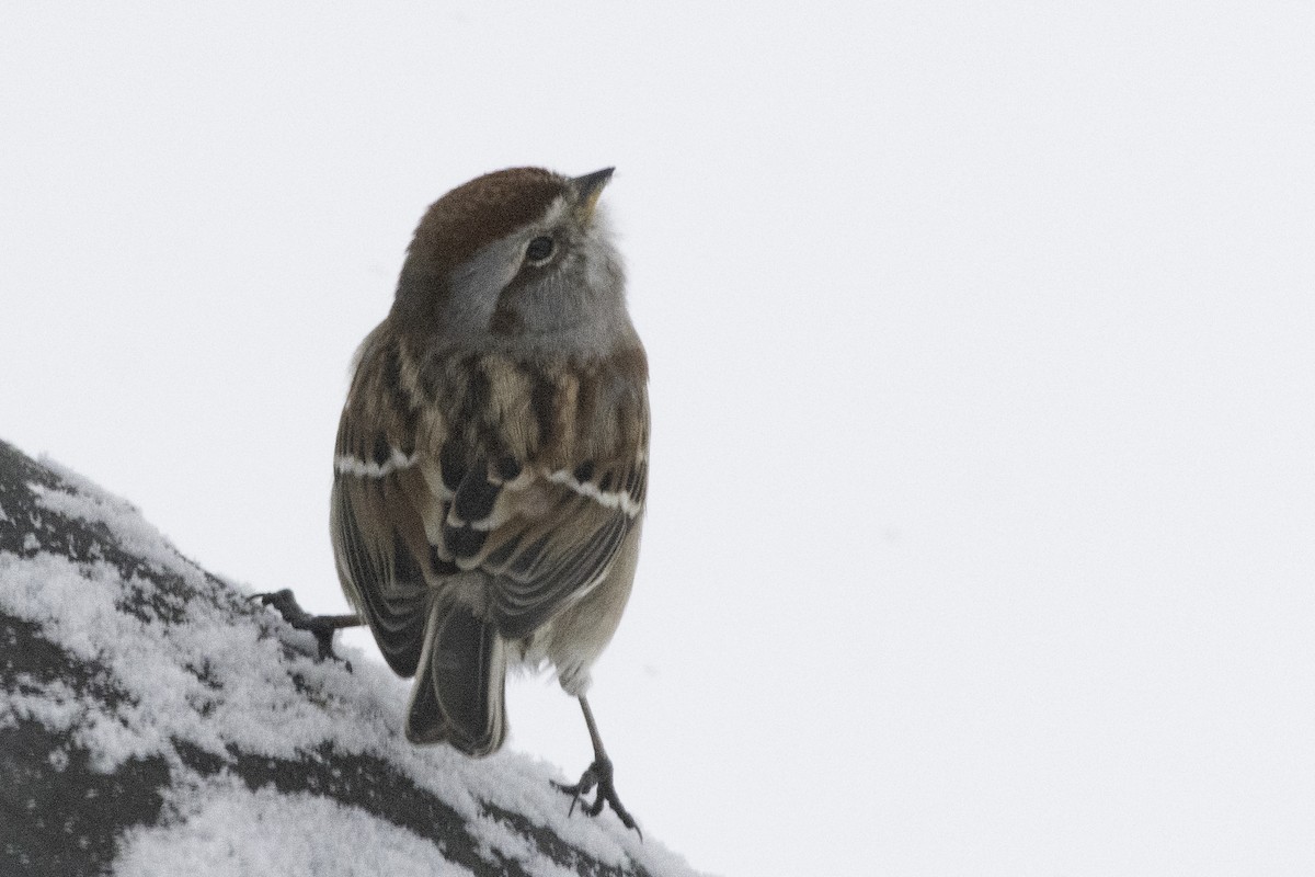 Пасовник північний - ML646844919