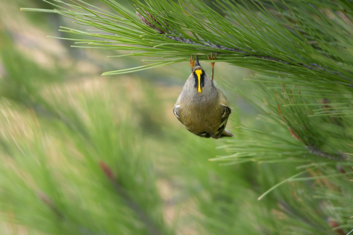 Золотомушка жовточуба - ML646844928