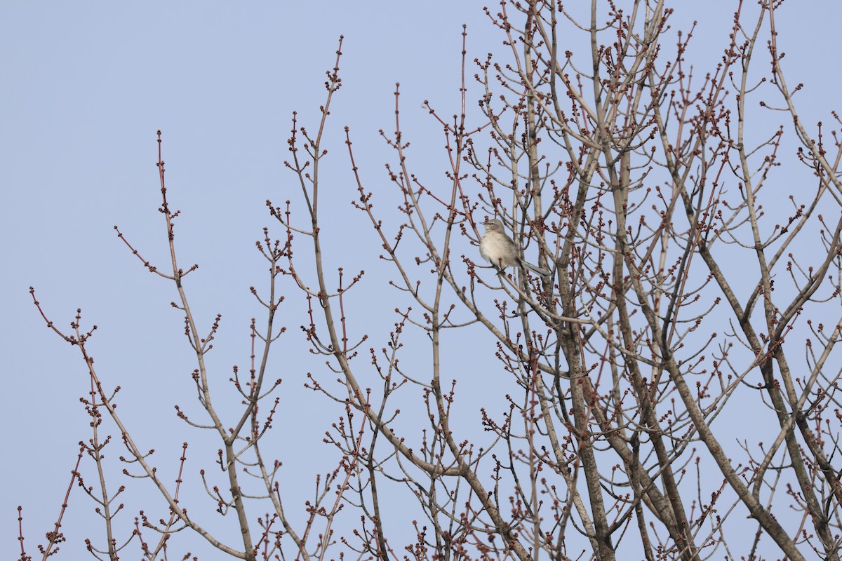 Многоголосый пересмешник - ML646844929